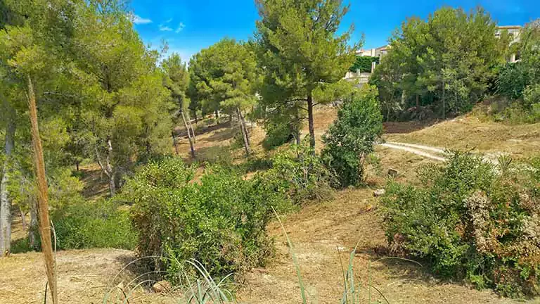 Pinède attenante à la propriété